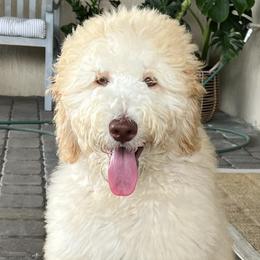 Goldendoodles from Pennies from Heaven Doodles