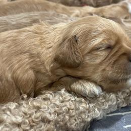 Goldendoodle Puppies from Graystone Doodles