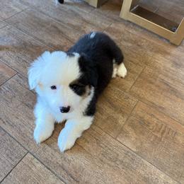 Maverick - White and black male Pembroke Welsh Corgi puppy in Atascadero, California from California Corgis and Kunes