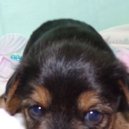 Yorkshire Terriers from Yorkie Blessings