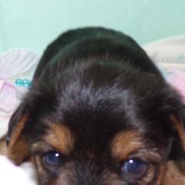 Yorkshire Terriers from Yorkie Blessings