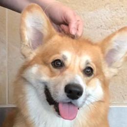 Cardigan Welsh Corgis and Pembroke Welsh Corgis from AroHawk Corgis