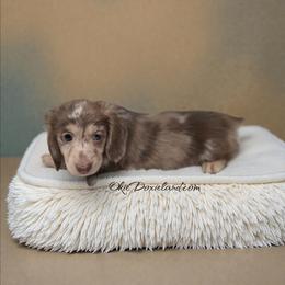 Rolly - Chocolate and cream male Dachshund puppy in Oklahoma City, Oklahoma from OkieDoxieland Dachshunds