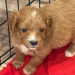 Audie - Red  male Goldendoodle puppy in Ambrose, Georgia from Brandilyn's Aussies