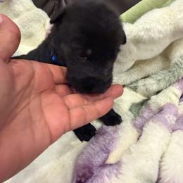 Dark Blue - Black male German Shepherd puppy in Descanso, California from KVA Shepherds
