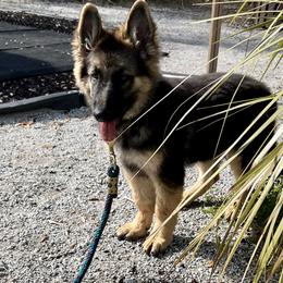 German Shepherd and Miniature American Shepherd Puppies from Bouchard’s Best Shepherds
