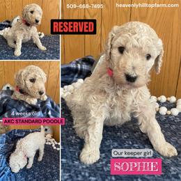 SOPHIE - Pink Collar Girl - Cream female Poodle puppy in Charlo, Montana from Heavenly Hilltop Farm