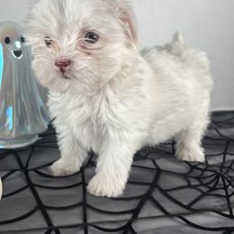 Yorkshire Terrier Puppies from Country Dog Kennels.