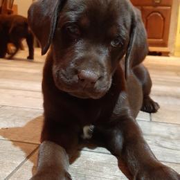 Girl2 - Chocolate female Labrador Retriever puppy in Belchertown, Massachusetts from C Eastons Chocolate Lab - All pups are spoken for this litter