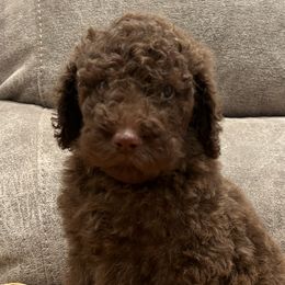 Girl 4 (Sadie) - Chocolate Labradoodle puppy in Texas from Freedom Pines Doodles