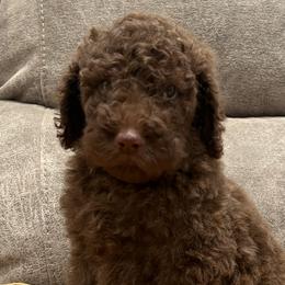 Girl 4 (Sadie) - Chocolate Labradoodle puppy in Texas from Freedom Pines Doodles