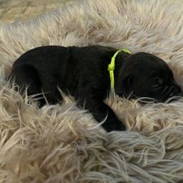 Lime Green - Black male Cane Corso puppy in Fritch, Texas from Carrie Brown's Cane Corsos