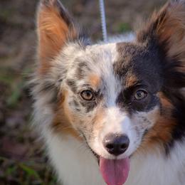 American Corgis and Pembroke Welsh Corgis from Cow Creek Corgis