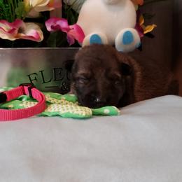 German Shepherd Puppies from Froschwald Kennels