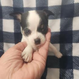 Jack - Black and white male Chihuahua puppy in Attleboro, Massachusetts from Treasured Hearts Chihuahuas and Toy/mini poodles