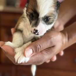 Chinese Crested Puppies from Fairwinds