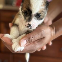 Chinese Crested Puppies from Fairwinds