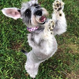 Miniature Schnauzers from Sweet as Syrup Schnauzers