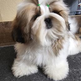 Ryder - Red and white male Shih Tzu puppy in Sanger, California from Hillsides Shih-Tzu