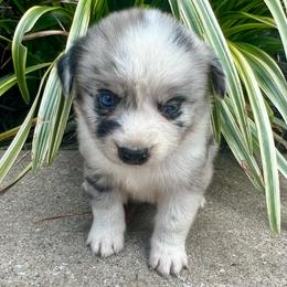 Stormy - Blue merle female Miniature Australian Shepherd puppy in White Plains, Kentucky from Garrett’s Ridge Farm