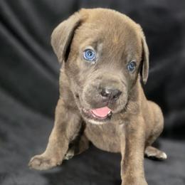 Pink Collar Pup - Gray brindle female Cane Corso puppy in Atlanta, Georgia from Cane Corso’s of Atlanta