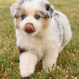Toy Australian Shepherd Puppies from Blue Hue Aussies