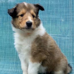 Moana - Sable and white female Collie puppy in St Augustine, Florida from Saltwater Collies LLC