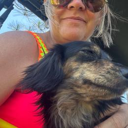 Remi - Black and tan female Dachshund puppy in Sebring, Florida from Mini Weenies