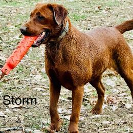 Storm - Labrador Retriever