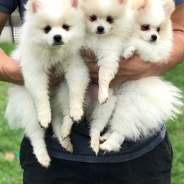 Pomeranian Puppies from Tuft of Poms
