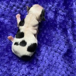 Hank - Black and white male Chihuahua puppy in Red Bluff, California from Aye Chihuahua