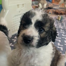 Grumpy - Sable male Aussiedoodle puppy in Springfield, Missouri from Doodle Dandy Bernedoodles & Aussiedoodles