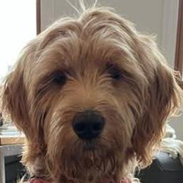 Aussiedoodles, Australian Mountain Doodles, and Goldendoodles from Classic City Doodles