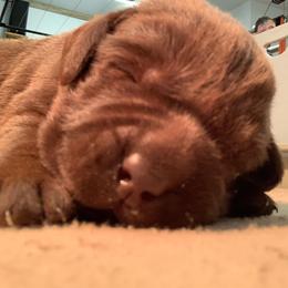 Labrador Retriever Puppies from Red Brush Labs