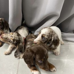 Dachshund Puppies from Dreaming of Dachshunds
