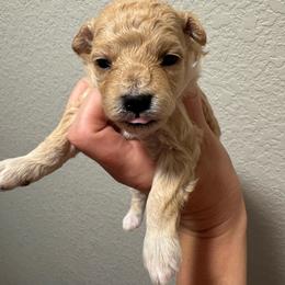 Duchess - Apricot female Maltipoo puppy in Mabelvale, Arkansas from Durham's Designer Poos