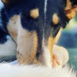 Collies from Verterra Collies