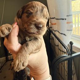 Jellybean - Merle female Goldendoodle puppy in Lexington, North Carolina from Southern Grace Acres
