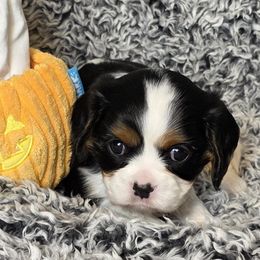 Anjali - Tri-color female Cavalier King Charles Spaniel puppy in Stilwell, Oklahoma from Love Bug Cavaliers