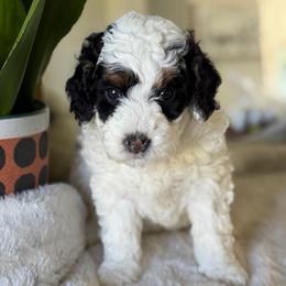 Orange Boy - Black and white male Bernedoodle puppy in Fort Gibson, Oklahoma from Waggle Doodles