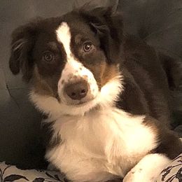 Miniature Australian Shepherds from Onyx Farms