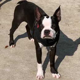 Boston Terriers from AKC Boston Terriers by Jean Marie