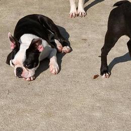 Boston Terriers from AKC Boston Terriers by Jean Marie