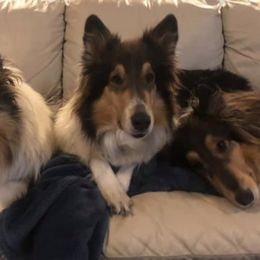 Collies from Cottonwood Collies