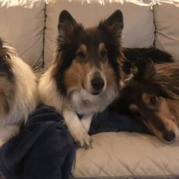 Collies from Cottonwood Collies