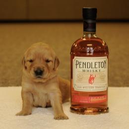 Pendleton (black) - Dark golden male Golden Retriever puppy in Bynum, Montana from Summit Canine Breeding