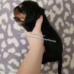 Pink Collar - Black tan and white female Basset Hound puppy in Alton, Illinois from Show Me Great Danes and Basset Hounds
