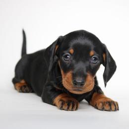 Autumn - Black and tan female Dachshund puppy in Red Bud, Illinois from Midwest Miniature Dachshunds