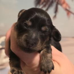 Girl 1 - Black and cream female Dachshund puppy in Romney, Indiana from Brown's Valley Dachshunds