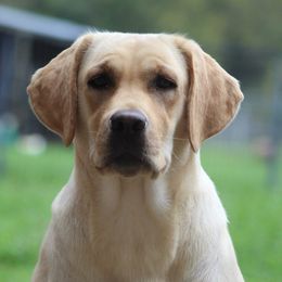 Wanda - Labrador Retriever